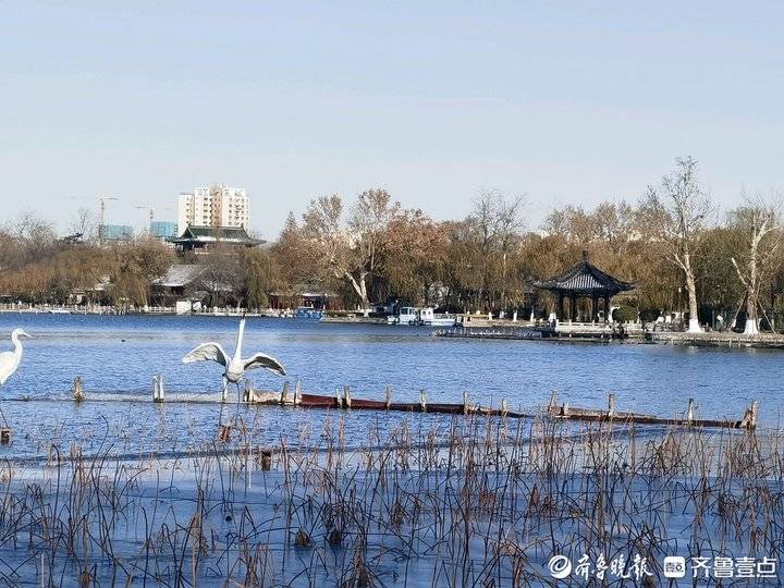 难得一遇的冬季美景,济南大明湖结冰了